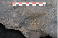 Foto (Detailansicht) von Syringodendron cyclostigma Brongniart (NHMW-GEO-2024-0188-11245)